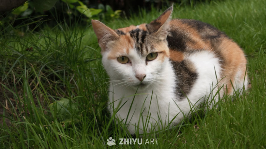 草丛中的小猫