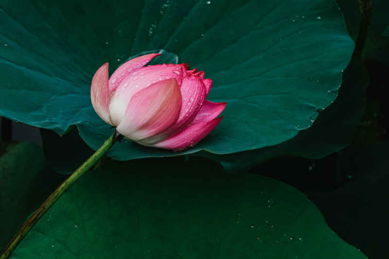 夏雨荷 11