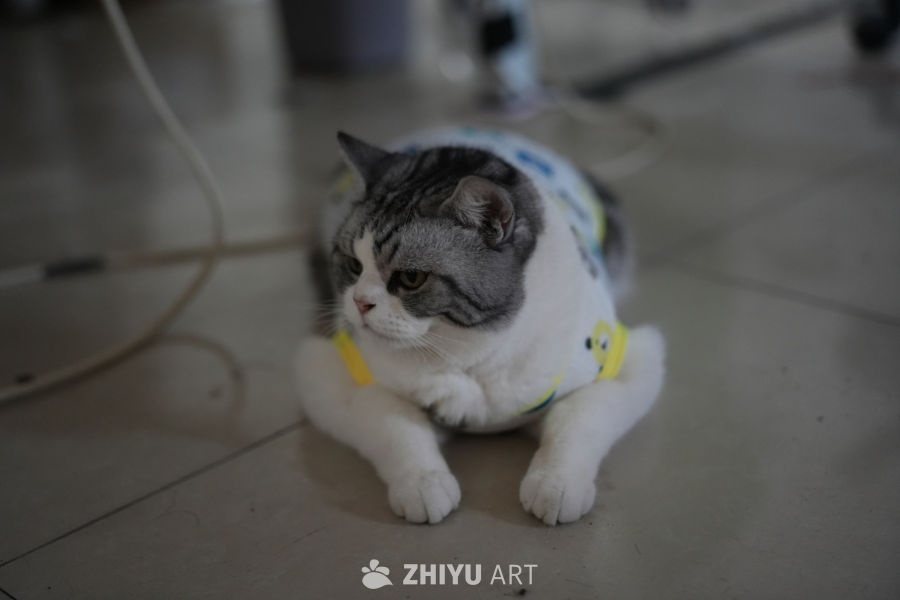 猫咪 7