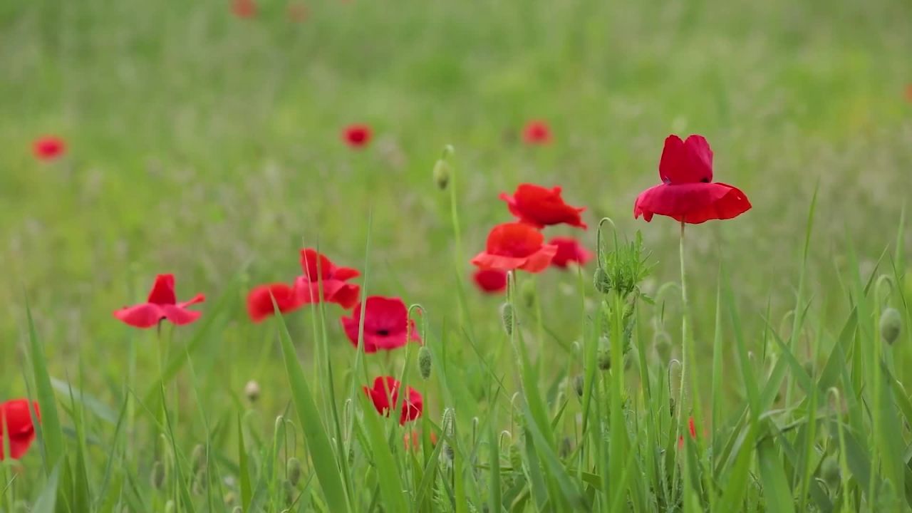田野中的罂粟花