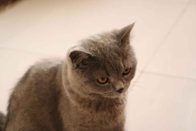蓝猫自拍 5