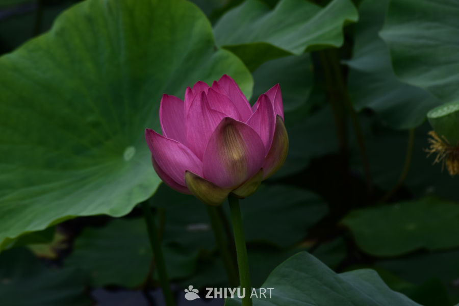 粉红荷花与绿叶的和谐