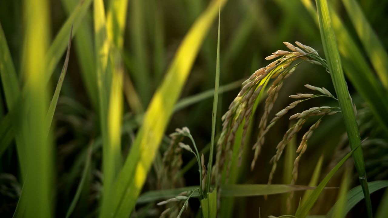稻谷稻子实拍空境