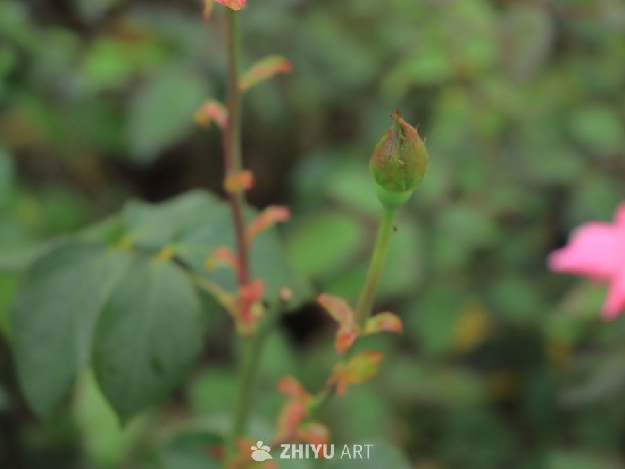 待放的玫瑰花蕾