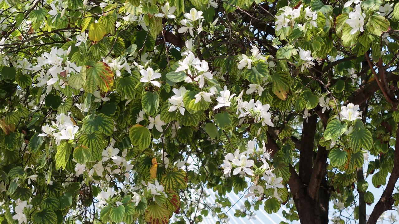白花绿叶映日景