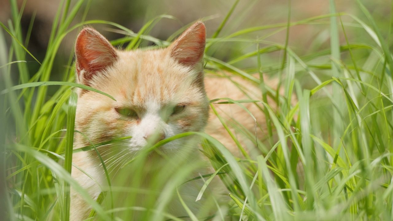 春天公园里可爱的猫咪流浪猫 8
