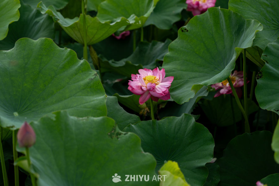 荷花 69