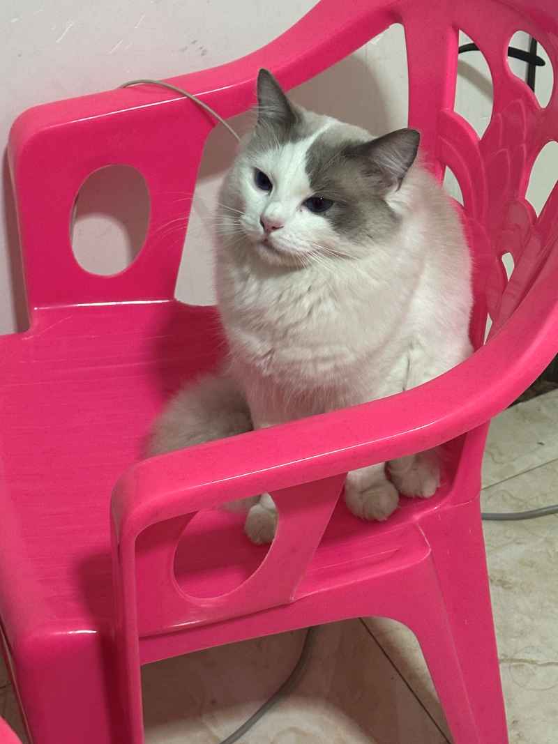 可爱的猫猫，谁能抗拒呢 19