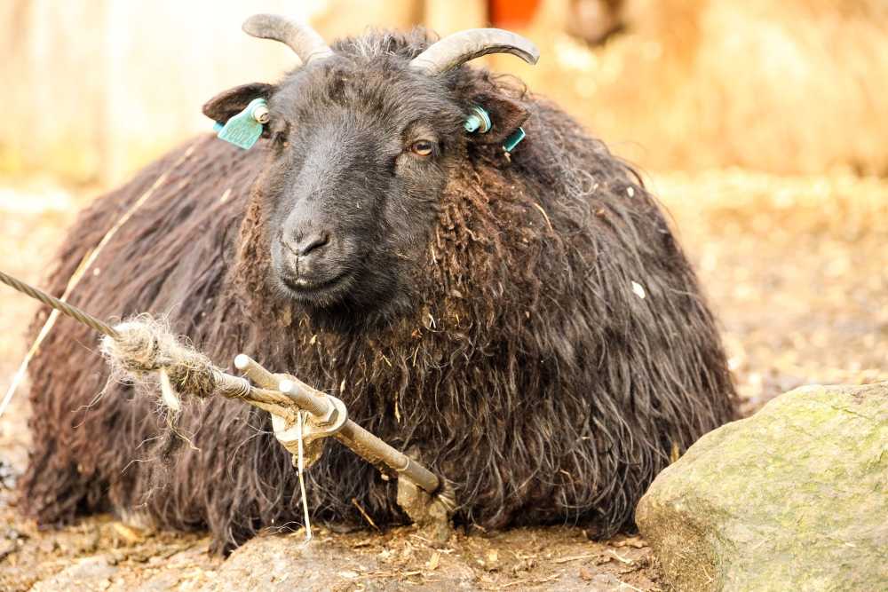 羊动物农场羊毛