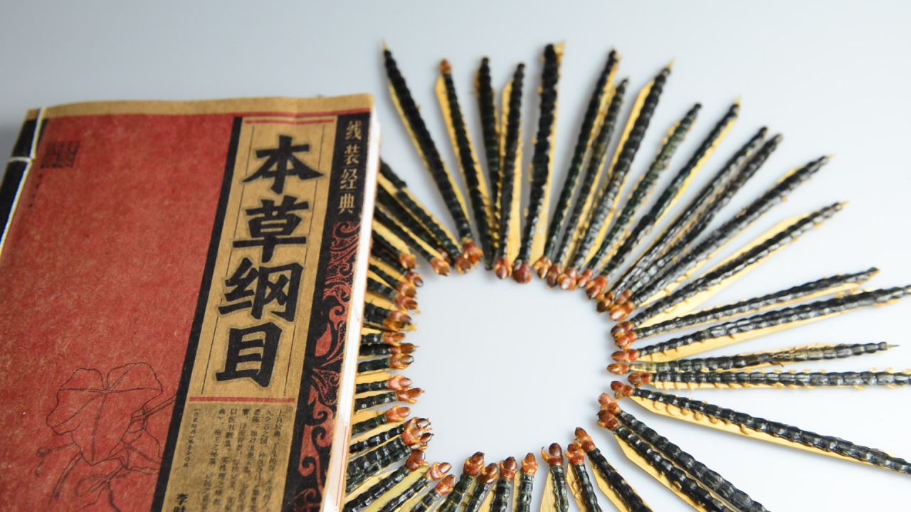 蜈蚣中药材 26