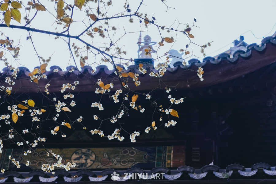 苏州西园寺的腊梅 14