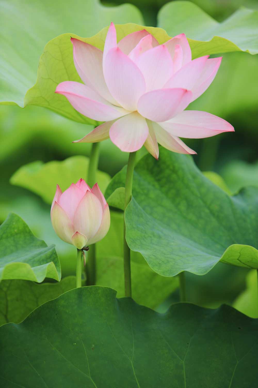荷花荷叶池塘