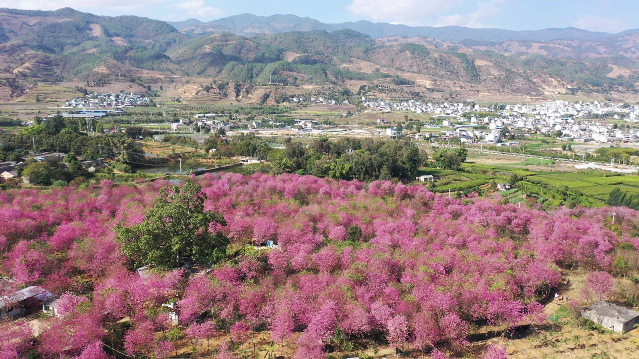 樱花航拍