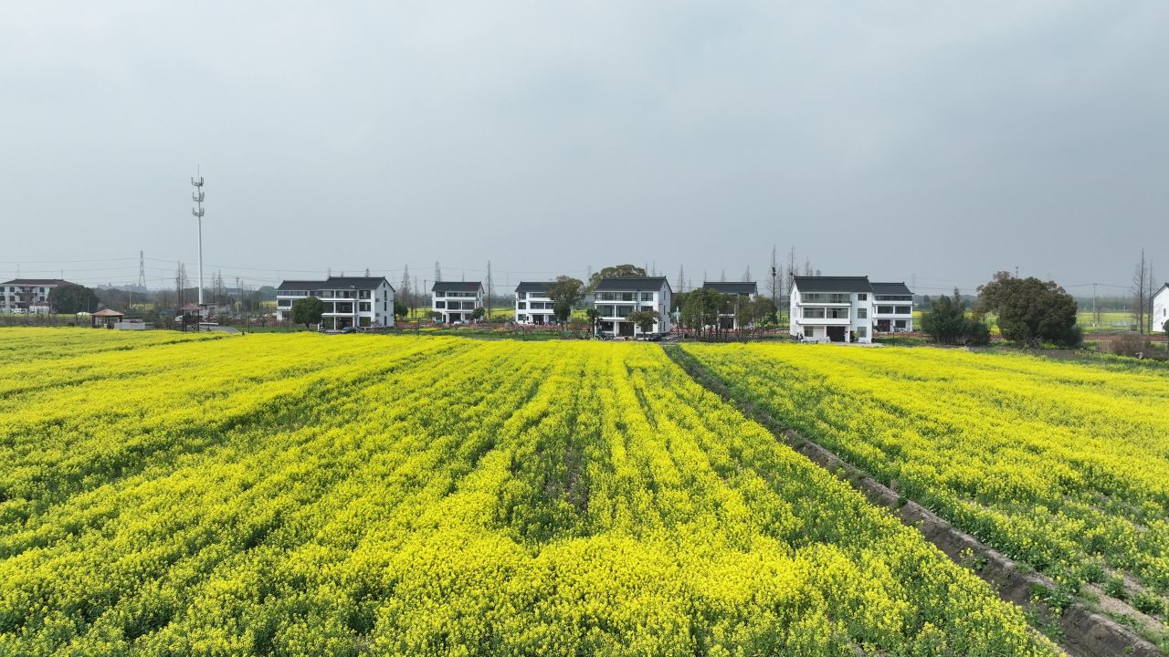 油菜花季 8