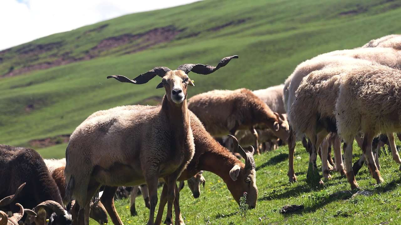 牛羊群在绿色草原悠然放牧