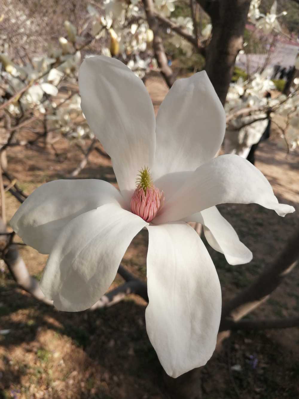 玉兰特写