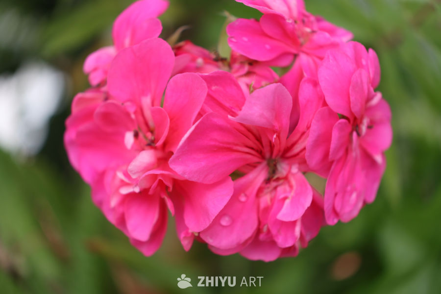 雨后粉红花束