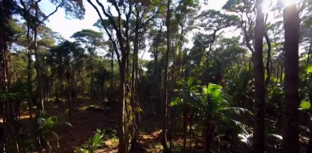 阳光透过茂密丛林：绿意盎然的热带景象