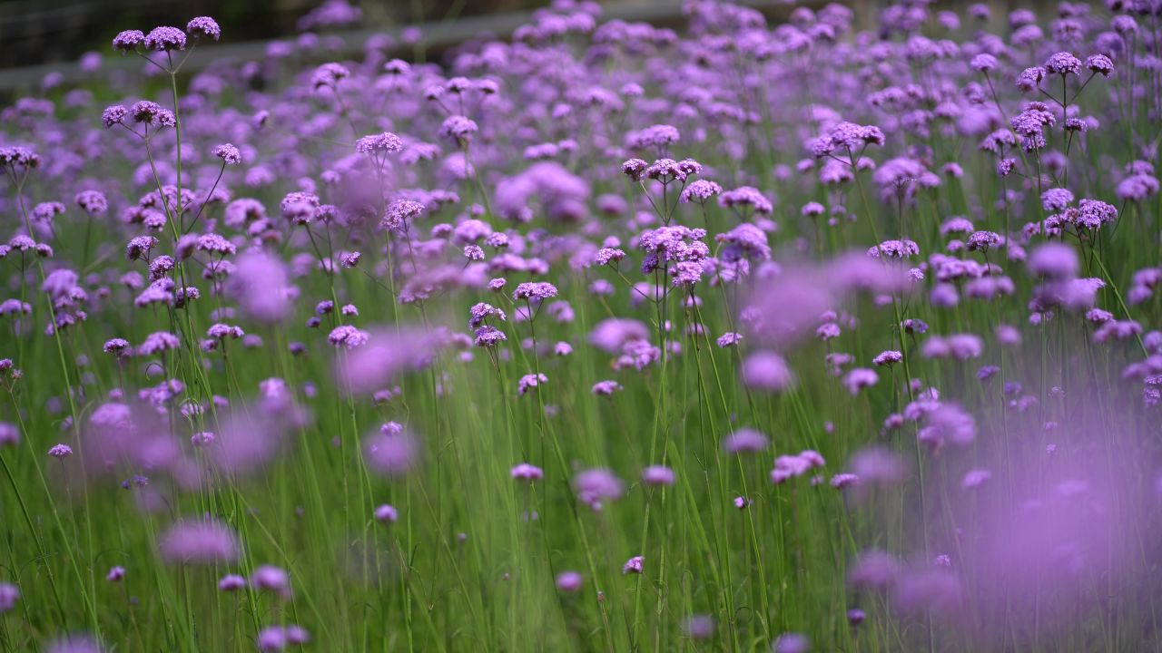 马鞭草