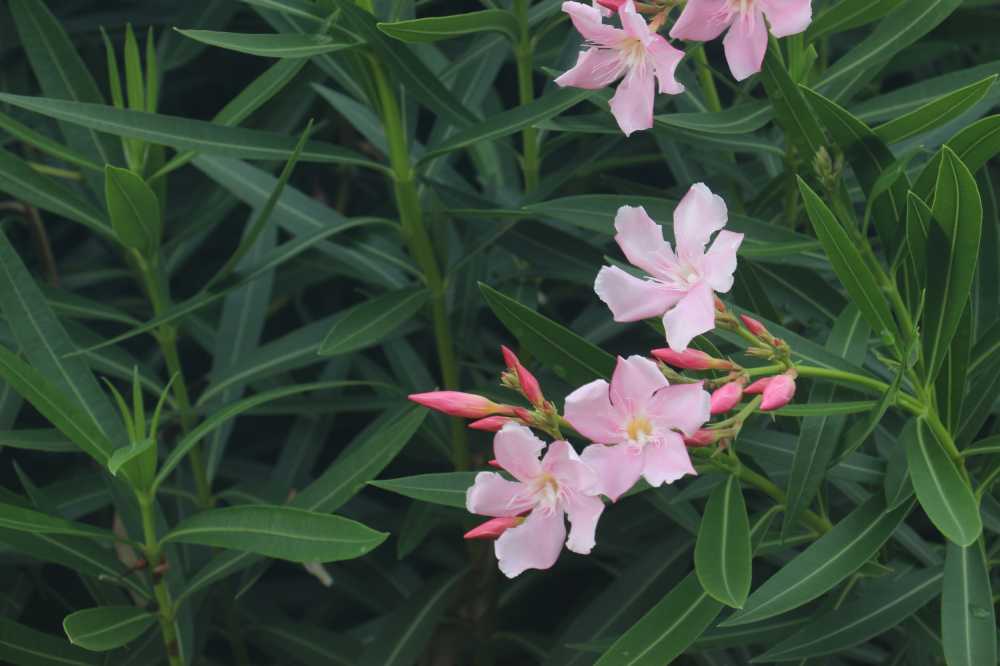 花与叶