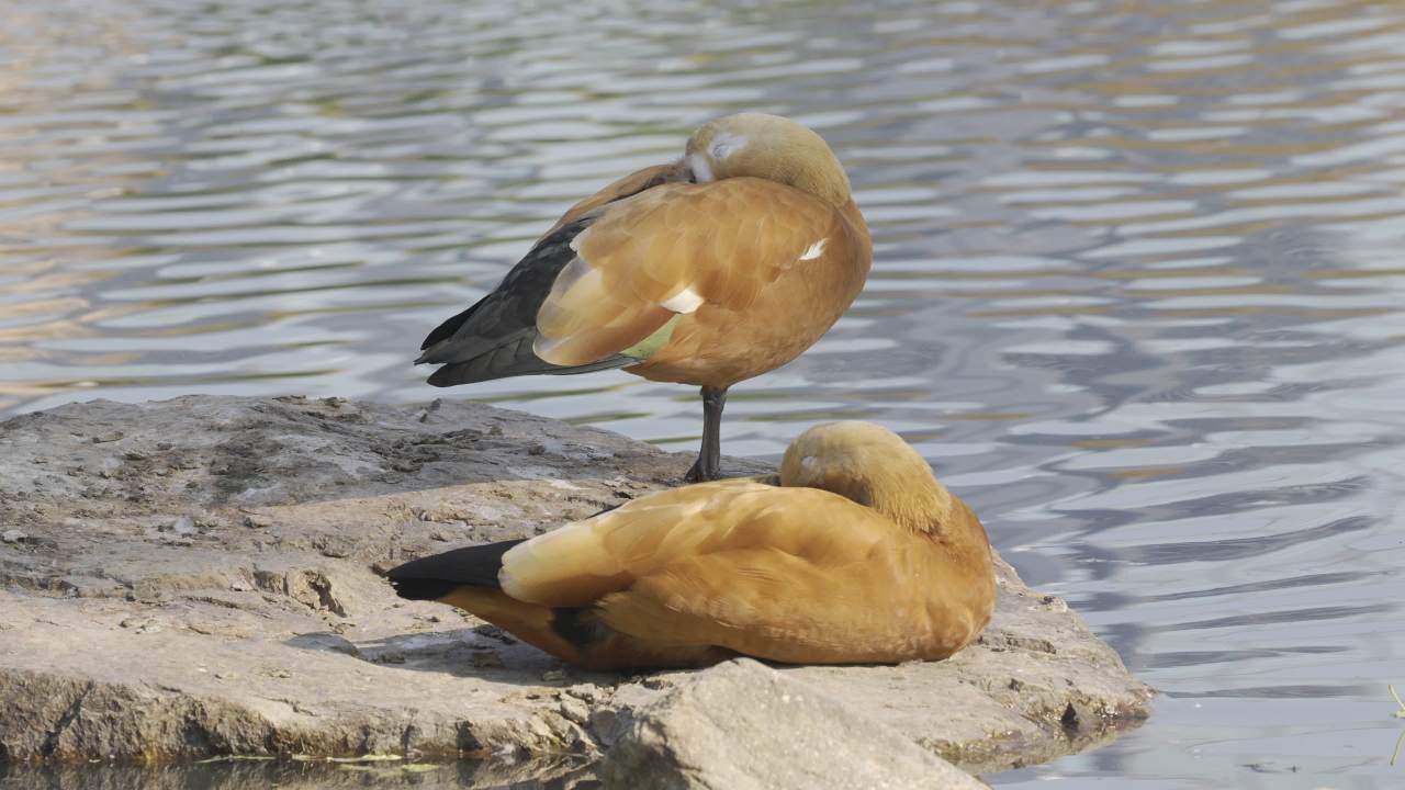 杨府山公园观鸟 1