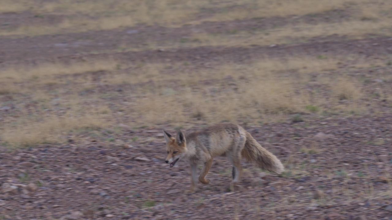 阿里草原上奔跑的野生藏狐狸