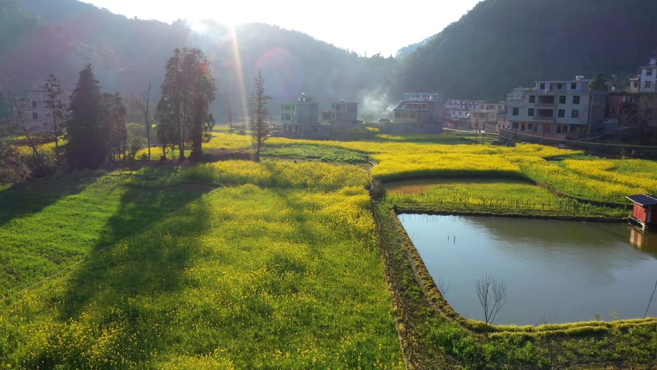 乡村晨曦油菜花田