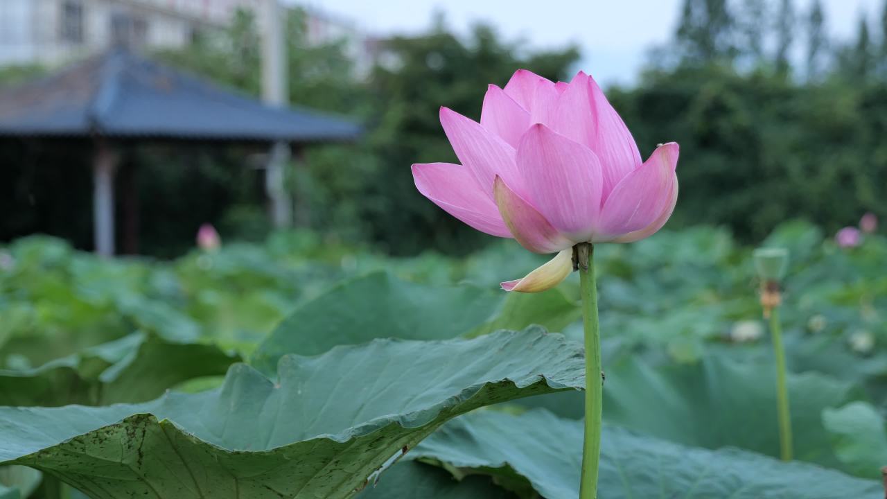 荷花 10