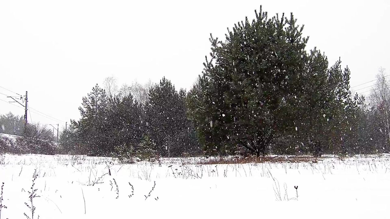 树雪字段森林