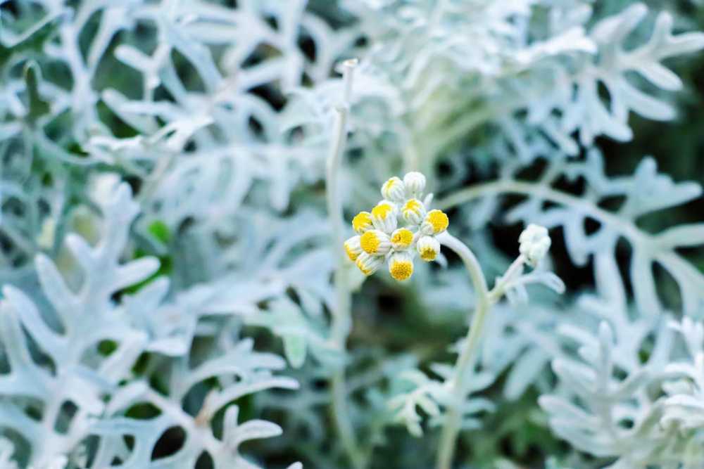 夏至时节茁壮成长的银叶菊