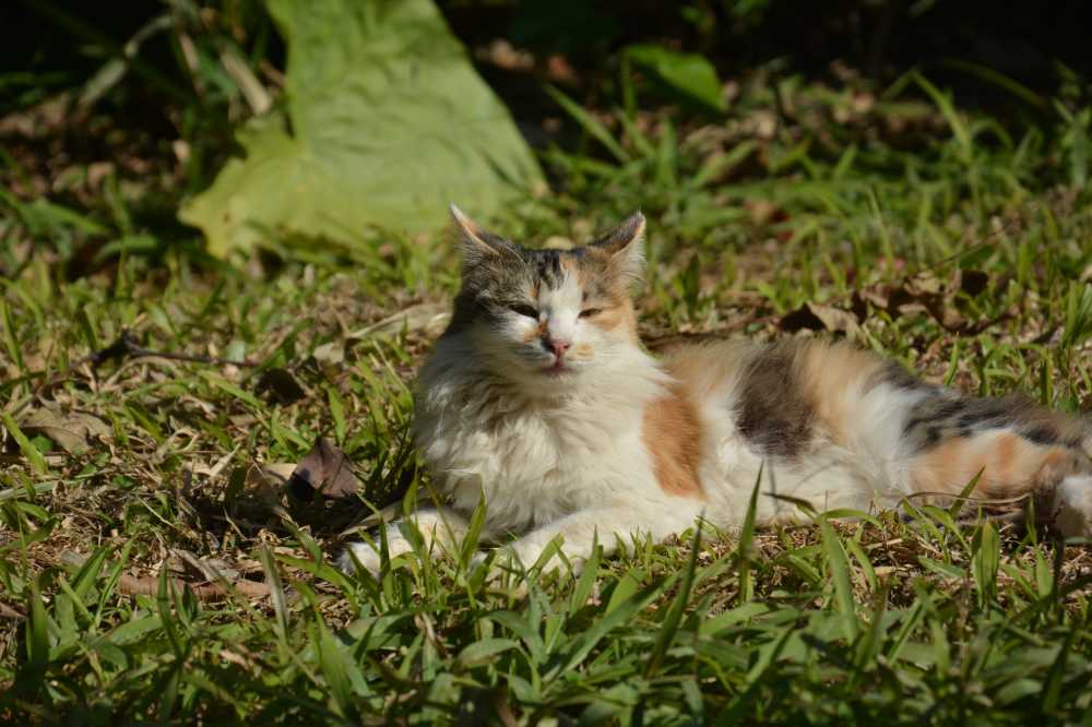 晒太阳的流浪猫，猫，流浪猫