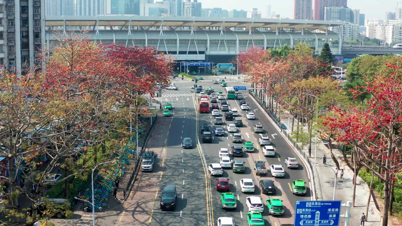 珠海桂花路及海边木棉花盛开 三 