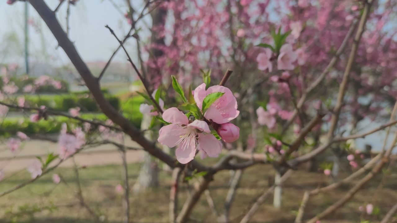 春天来了 37