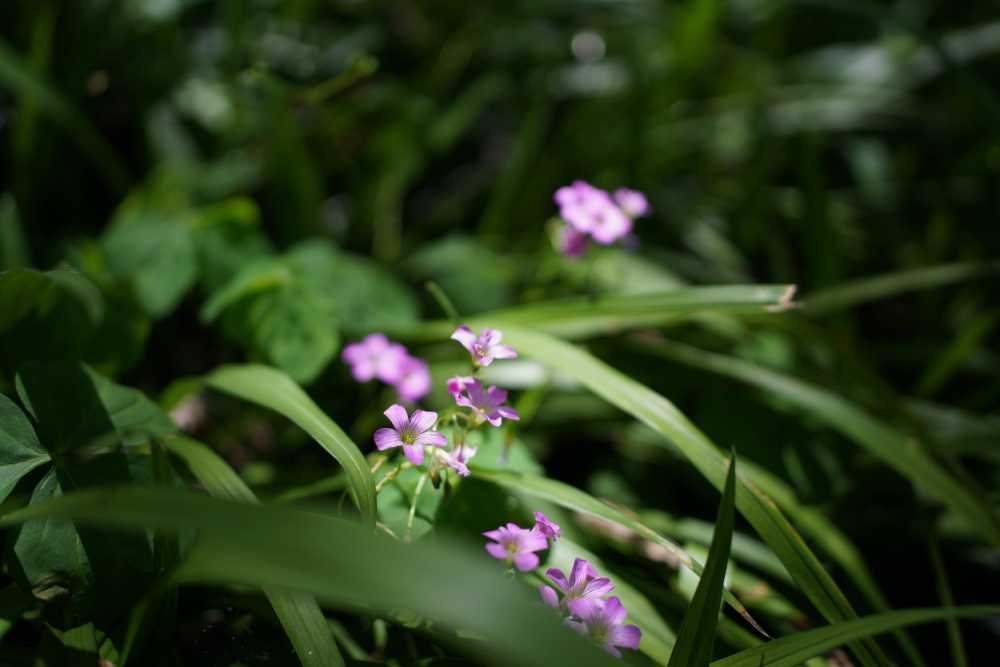 小紫花