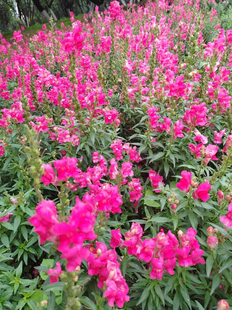 红花