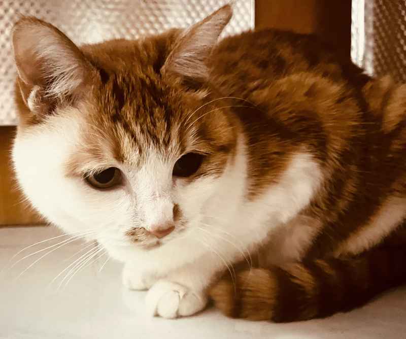 橘猫