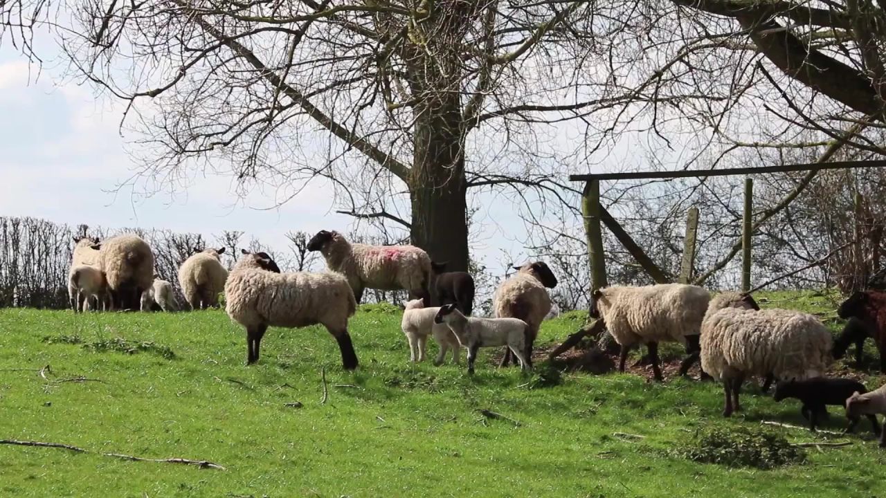 羊肉羊羊群走