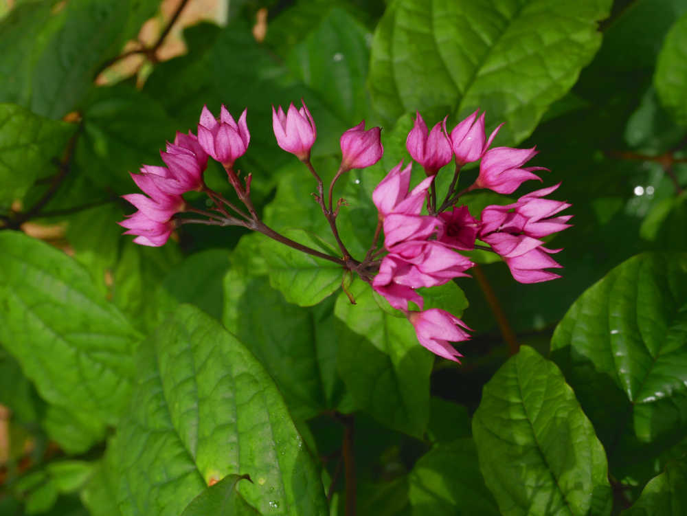 龙吐珠花序