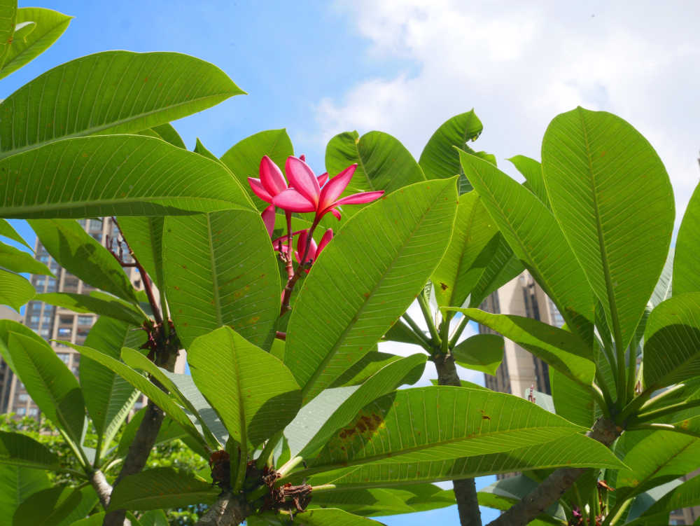 阳光中的红色鸡蛋花