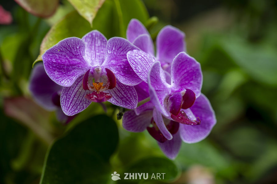 热带植物合集 6