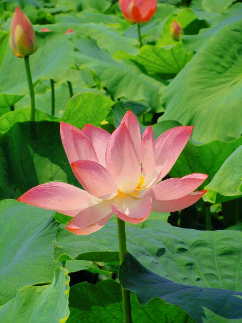 “水中君子”——荷花 6