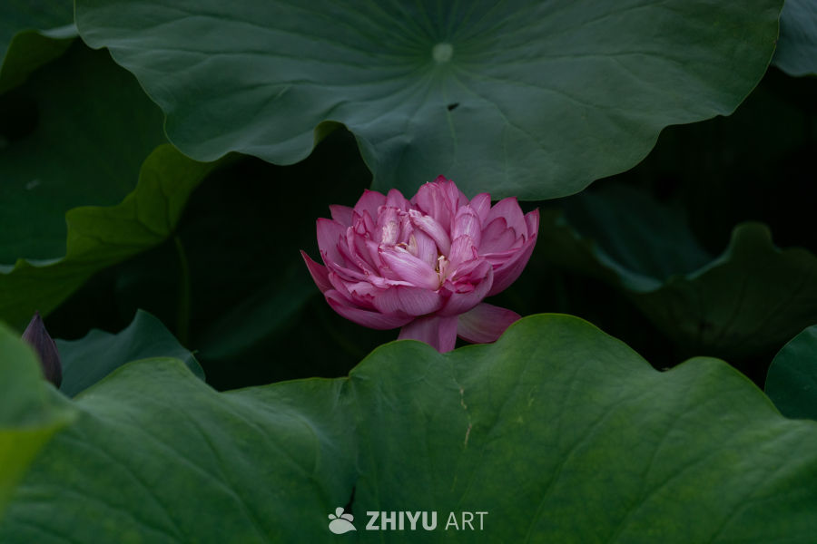 荷花 27