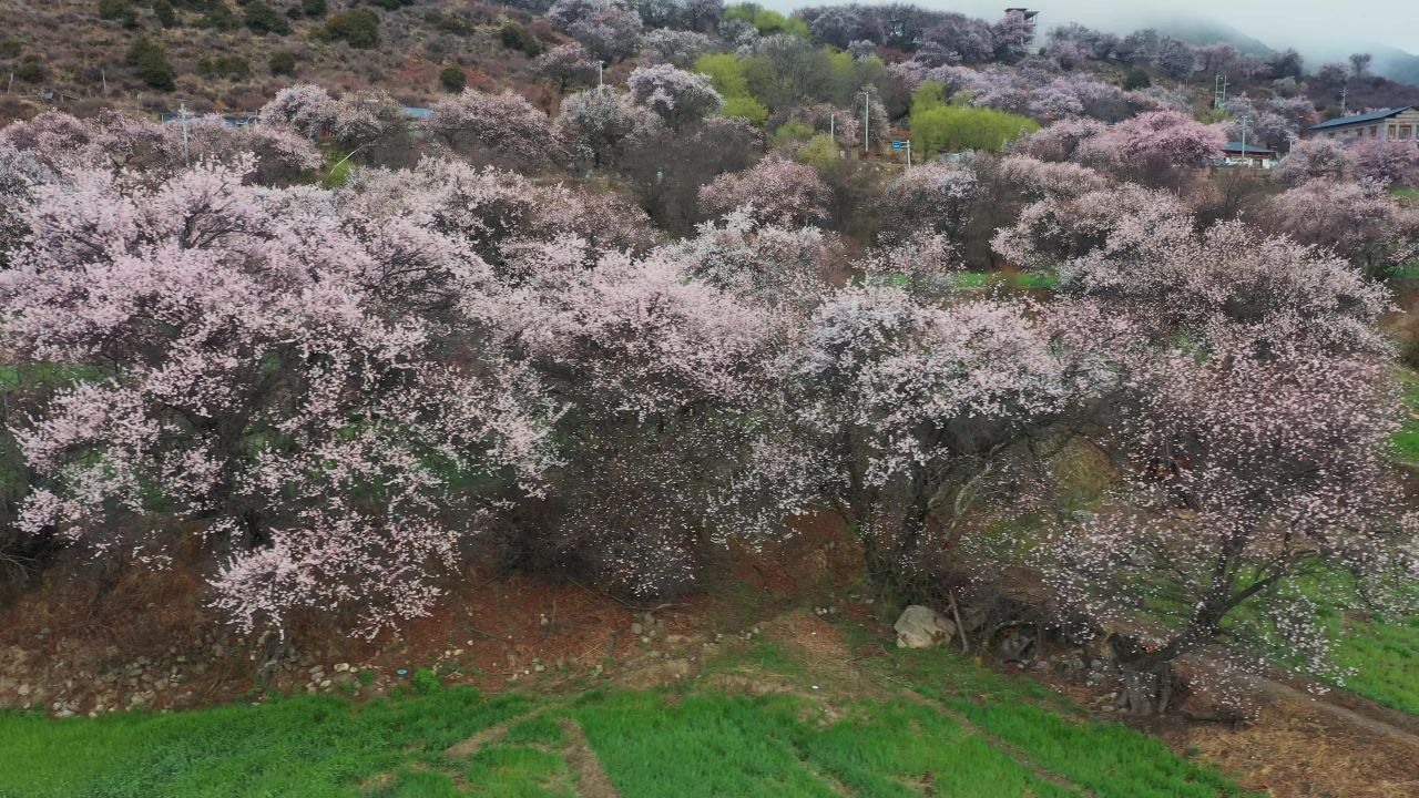 航拍雅鲁藏布大峡谷春天的桃花