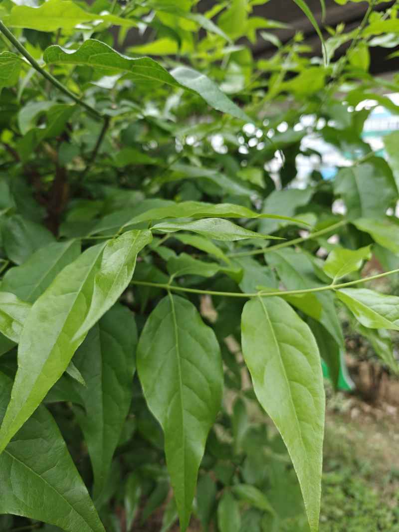 腊梅枝