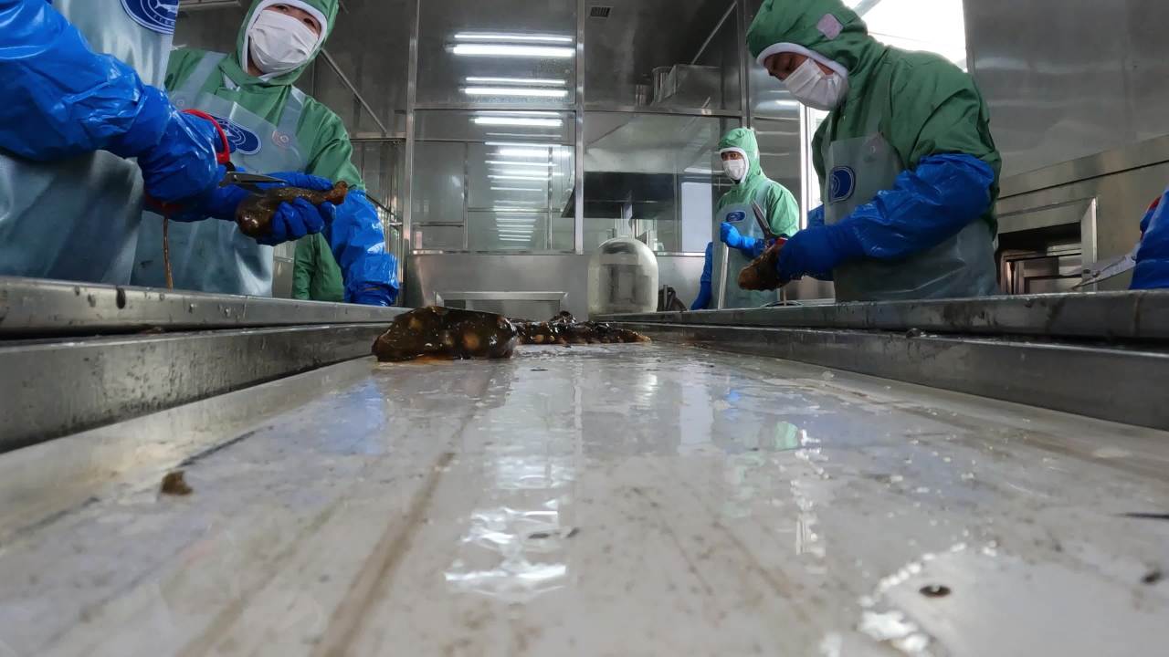 海参加工流水线作业