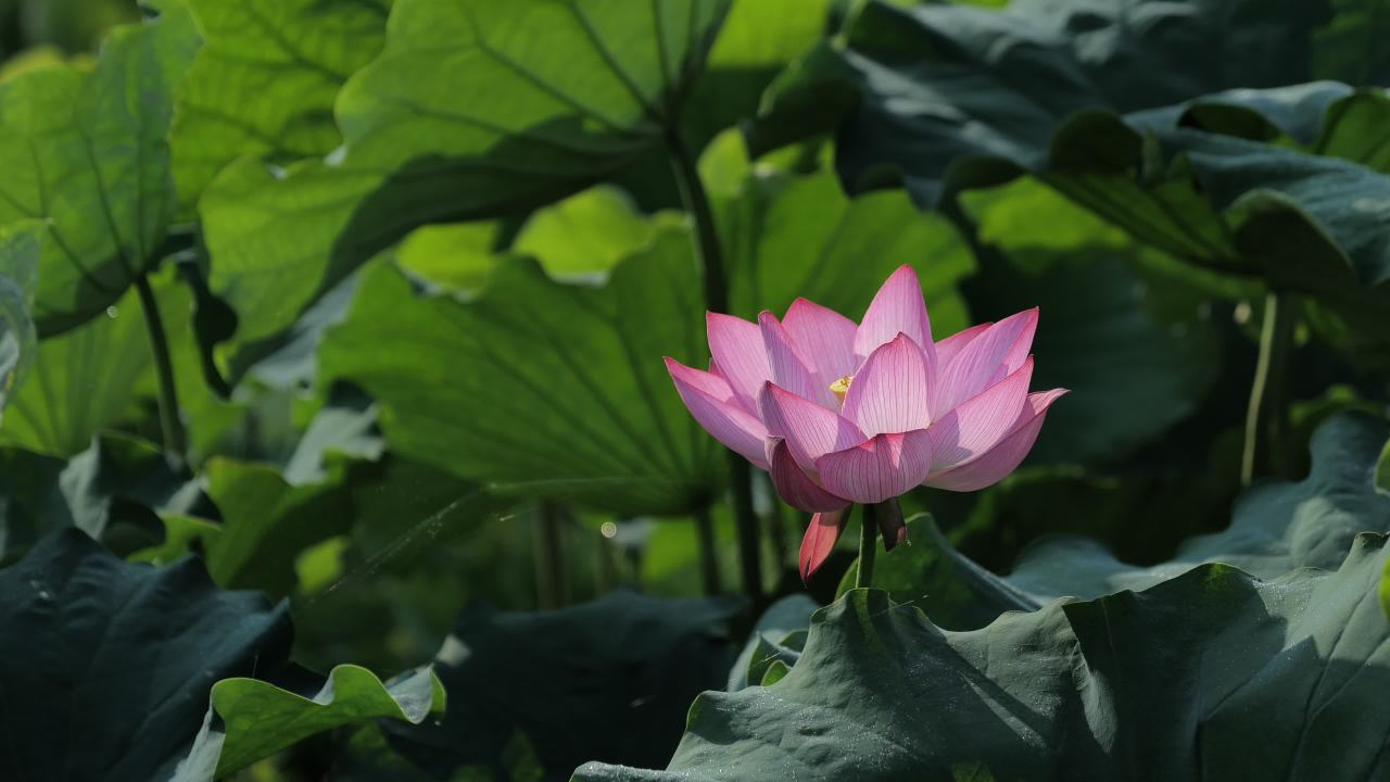 荷花 44