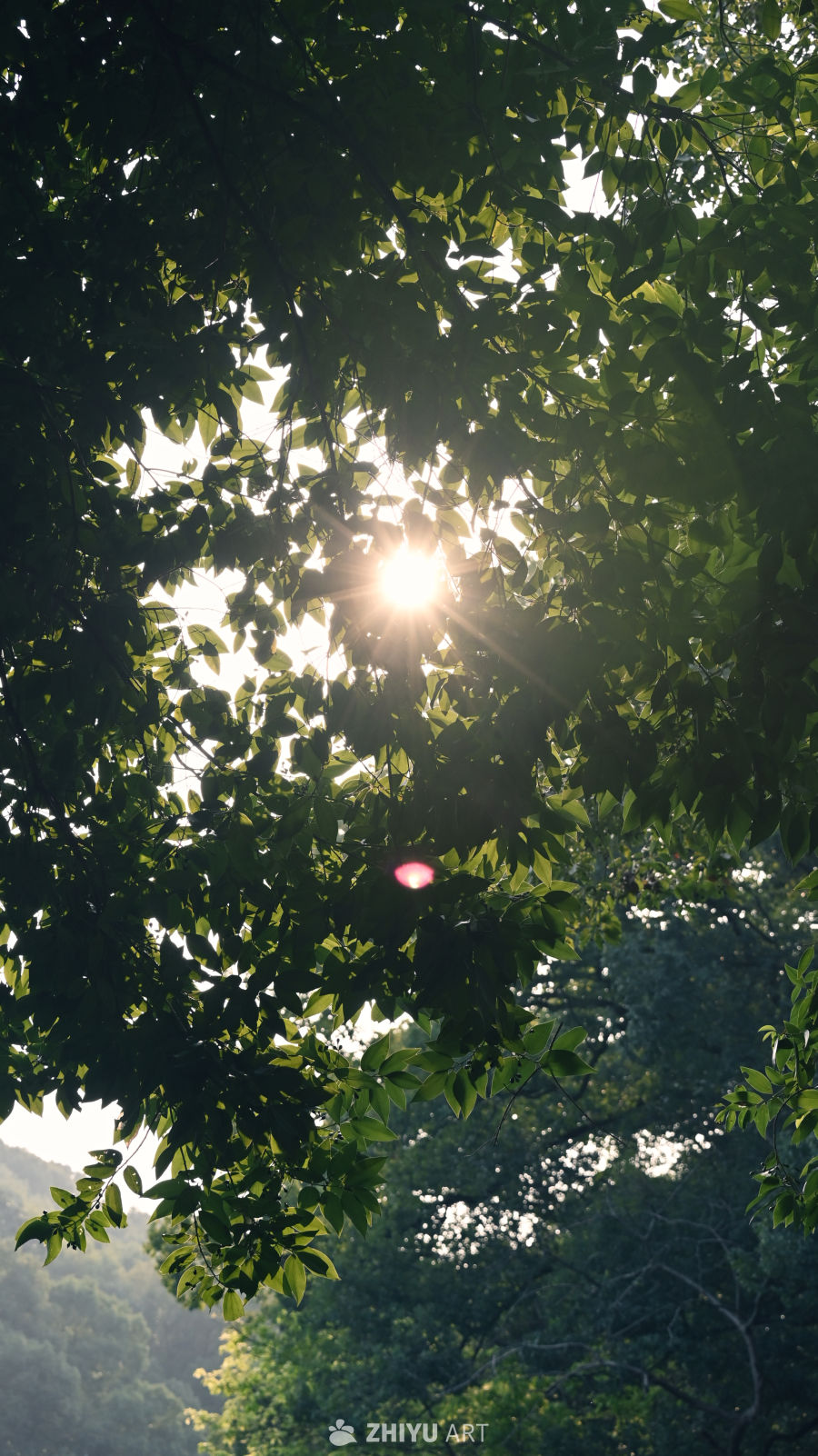 阳光穿透绿叶的瞬间