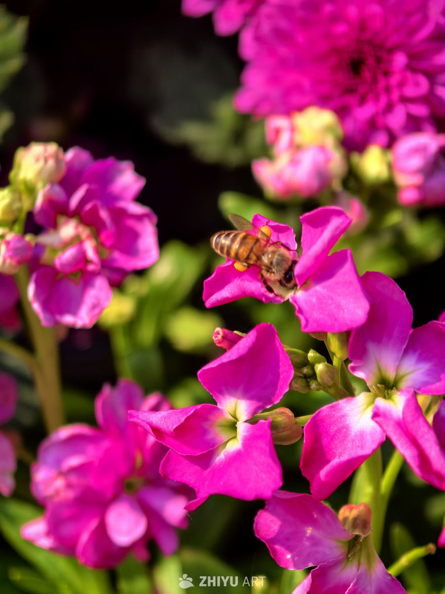 忙于采集的蜜蜂，无暇在人前高谈阔论。