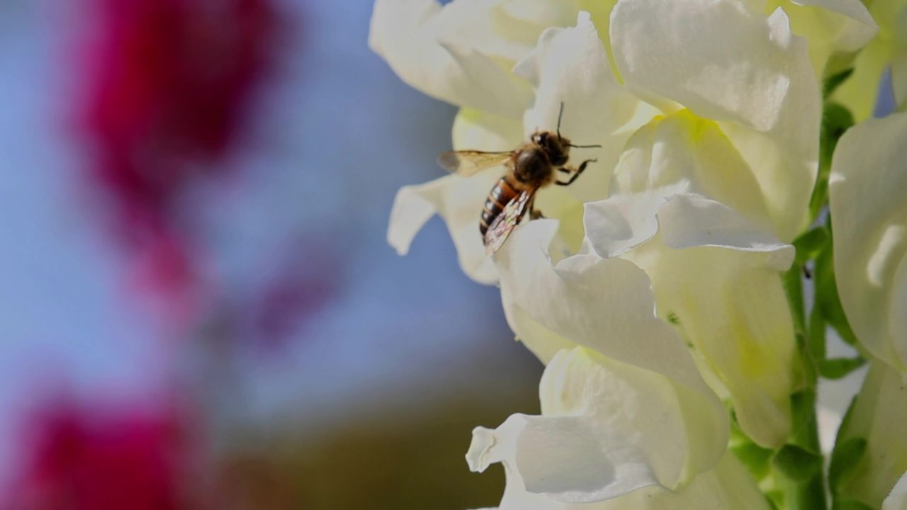 春暖花开蜜蜂采蜜 8