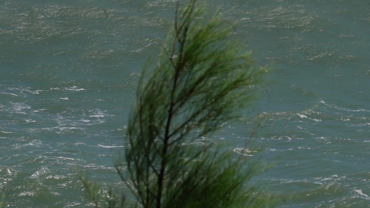 海风吹动小树